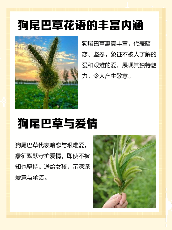狗尾巴草的花语唯美